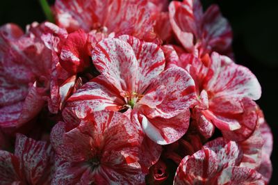 Close-up of pink flowers