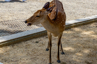 High angle view of deer on field