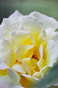 Close-up of rose blooming