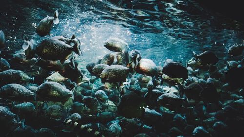 Fishes swimming in sea