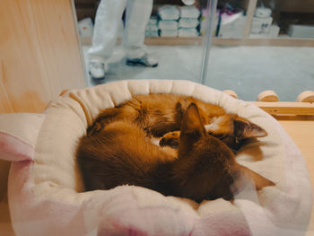 View of a dog sleeping at home