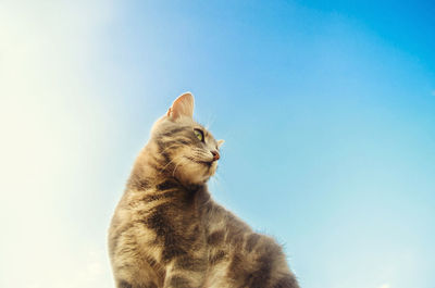 Funny gray cat on a blue background in sunlight. cat in the sky. a pet. beautiful kitten