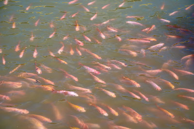 High angle view of fish swimming in sea