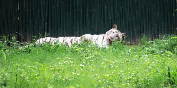 Dog relaxing on grassy field