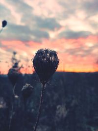 Close-up of orange flower on field against sky during sunset