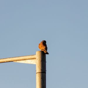 Low angle view of bird perching on wooden post against sky