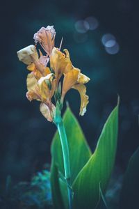 Close-up of flowers against blurred background