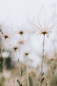 Close-up of flowers