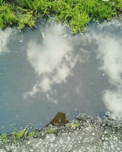 Reflection of trees in water