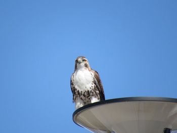 Low angle view of hawk perching against clear blue sky