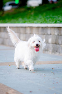 White dog running on footpath