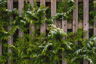 Trees and plants growing by fence against building