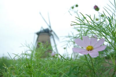 Close-up of purple flowering plants