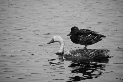 View of duck swimming in lake