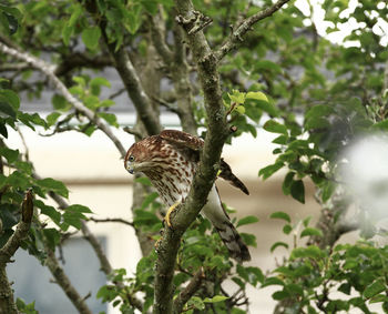 Low angle view of bird perching on branch