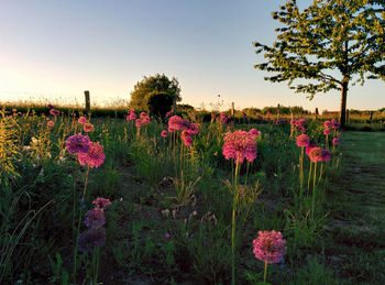 Close-up of flowers growing in field