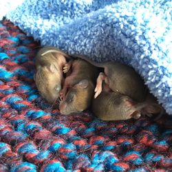 Close-up of sleeping baby rats