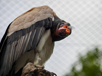 Low angle view of king vulture against sky at zoo