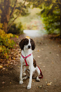 Dog looking away fall forest 