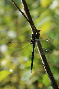 Close-up of dragonfly on plant