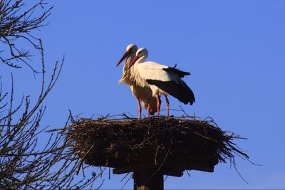 Low angle view of bird perching on nest against clear blue sky