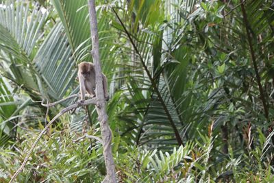 Monkey in a forest