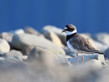 Close-up of bird perching on rock