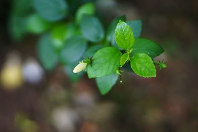 High angle view of fresh green leaves