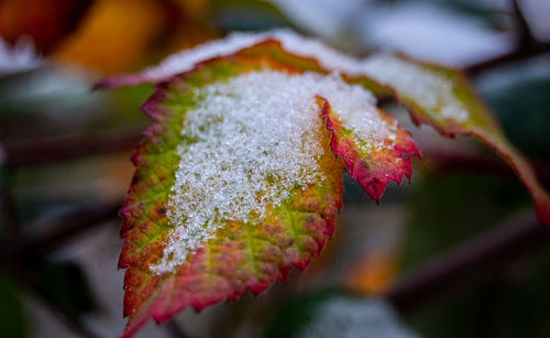 Close-up of frost on leaves during winter