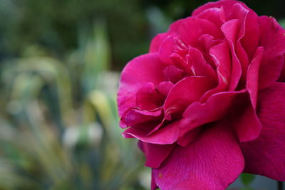 Close-up of pink rose blooming outdoors