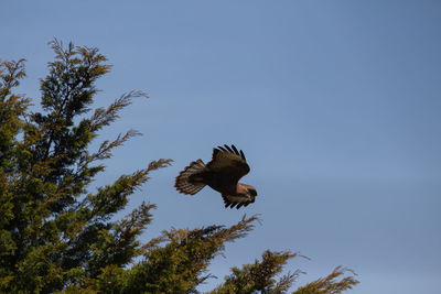 Low angle view of eagle flying against sky