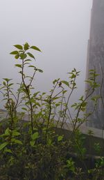 Plant against sky