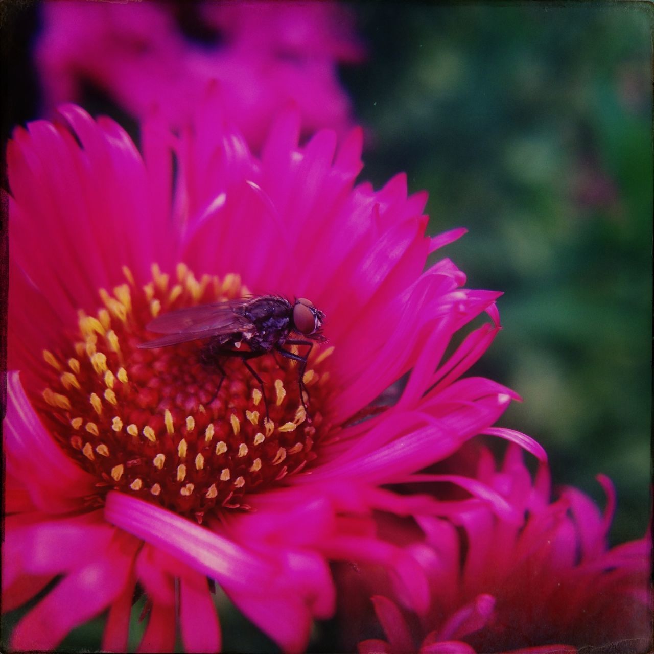 flower, animal themes, one animal, animals in the wild, petal, insect, wildlife, flower head, freshness, fragility, beauty in nature, close-up, pollination, nature, focus on foreground, pink color, growth, pollen, bee, blooming