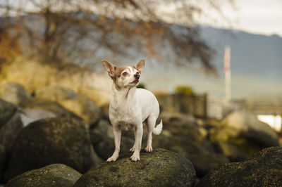 White chihuahua dog on rock