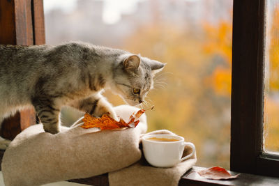 Cute cat with cozy autumn still life with hot coffee on a windowsill.