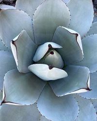 High angle view of succulent plant