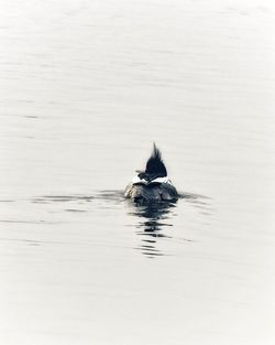 Bird swimming in water