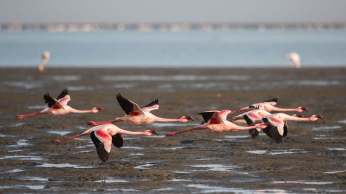 Birds flying over sea against sky