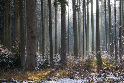 Trees in forest during winter