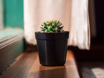 Close-up of potted plant on table