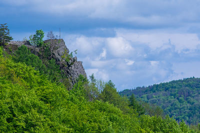 Plants growing on land against sky