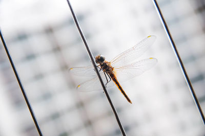 Close-up of dragonfly perching on plant