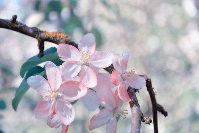 Close-up of pink cherry blossoms in spring