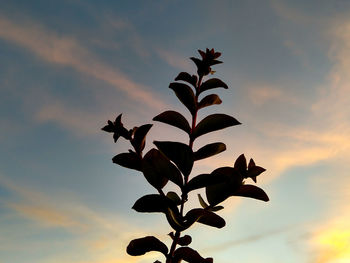 Low angle view of silhouette plant against sky at sunset