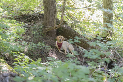 Monkey in a forest