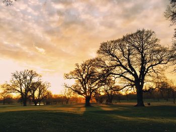 Bare trees on field against sky during sunset