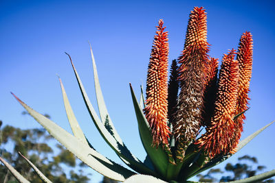 Low angle view of succulent plant against blue sky