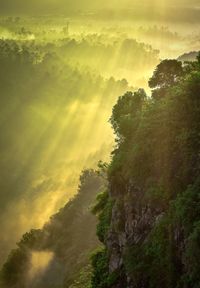 Trees against sky during sunset