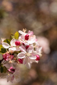 Close-up of pink flowers