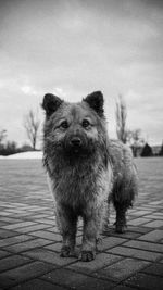 Portrait of dog standing outdoors